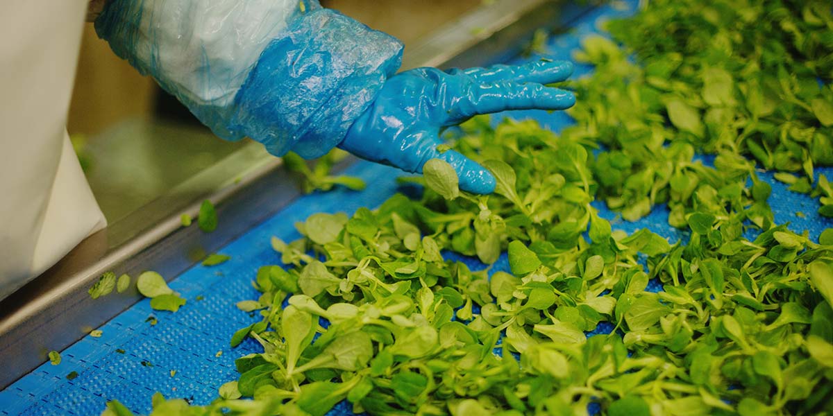 Sicurezza, al primo posto nell'operatività di Bonduelle